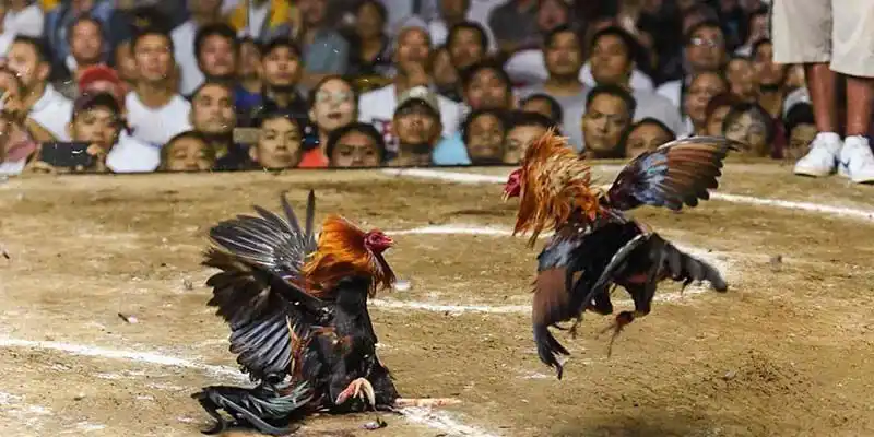 Giới thiệu tổng quan về đá gà 999BET