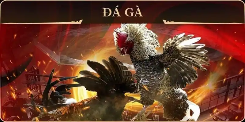 Các hình thức thi đấu phổ biến tại đá gà 999BET