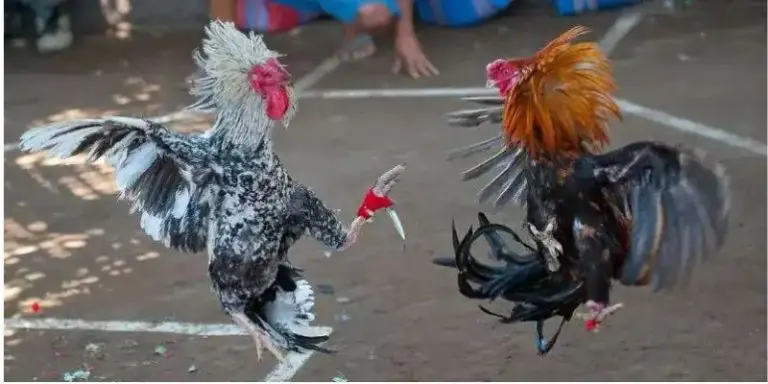 Tìm hiểu chi tiết về hình thức đá gà cựa dao phổ biến